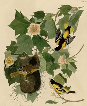 John James Audubon : Baltimore oriole